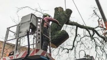 Emergency Tree Removal