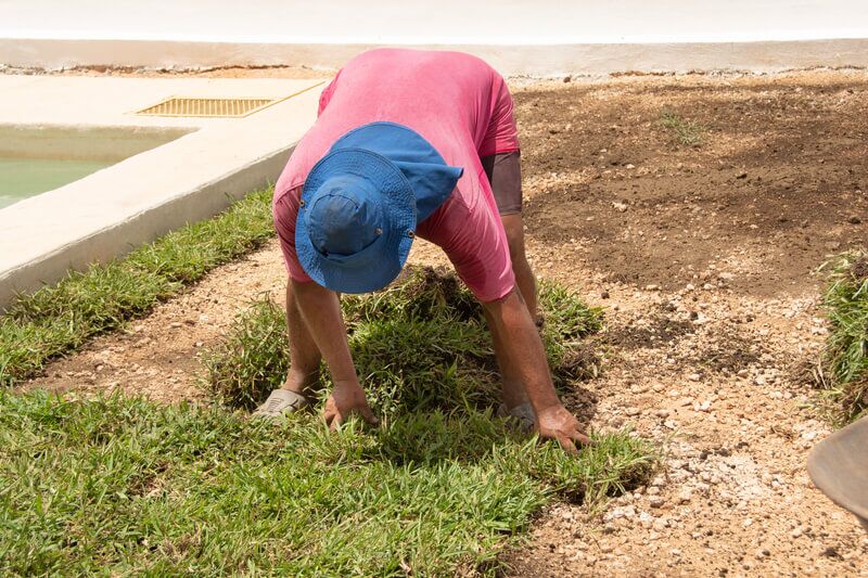How to Grow Grass After Tree Removal