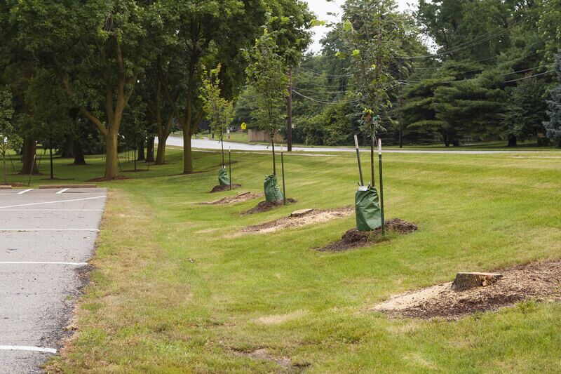 Tips for Planting After Stump Grinding and Tree Removal