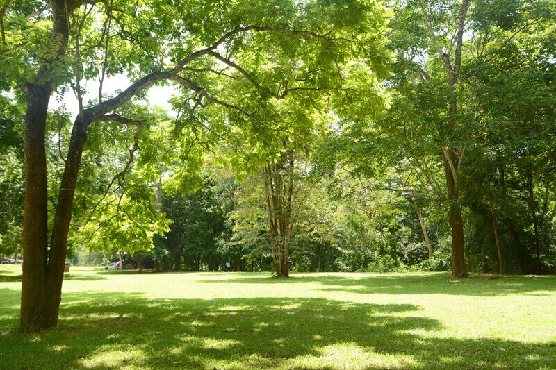 What are the Signs that Indicate It May Be Time for Tree Removal