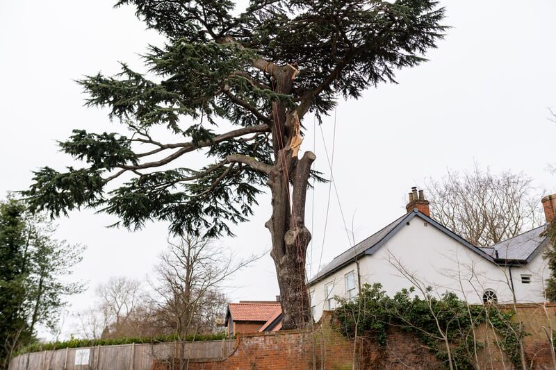 Reasons You Need Emergency Tree Removal Services