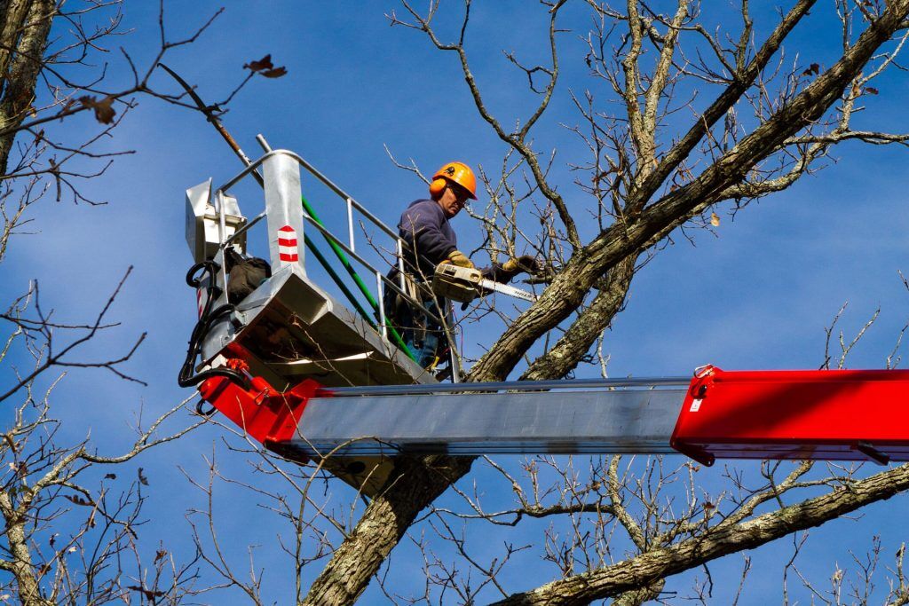 What Can Tree Services Company Do For My Trees In Charlestown, Indiana